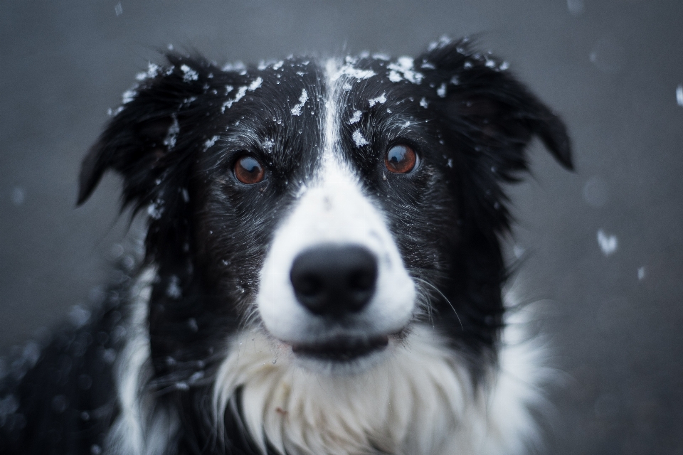 Dog breed like mammal border collie