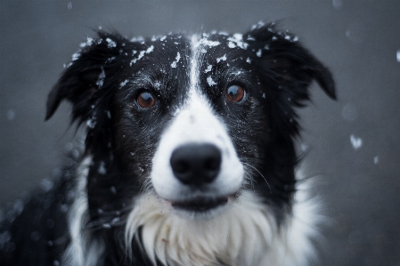 Köpek türü
 memeli gibi köpek
 kenar kömür ocağı
 Fotoğraf