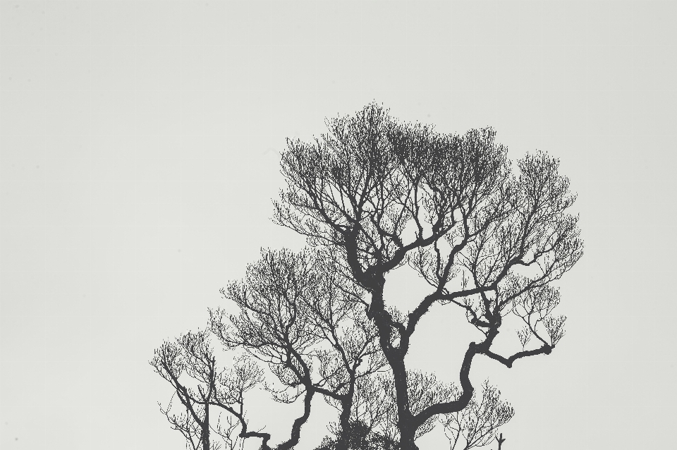 árbol en blanco y negro
 rama planta leñosa
