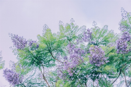 Tree vegetation lilac plant Photo