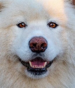 Köpek memeli gibi köpek
 türü
 ırkı grubu
 Fotoğraf