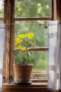 Sarı saksı bitki yaprak Fotoğraf