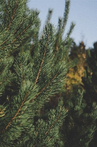 Tree spruce pine family woody plant Photo