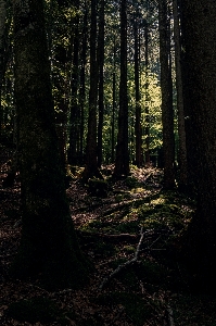 Forest woodland nature tree Photo