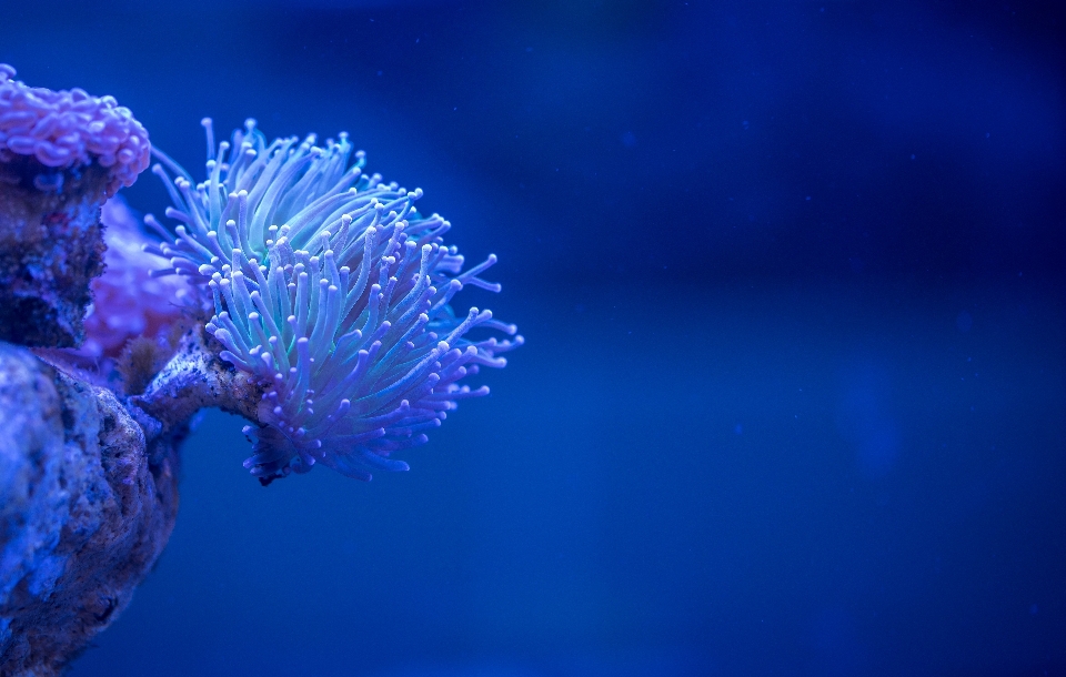 Blue sea anemone coral reef marine biology