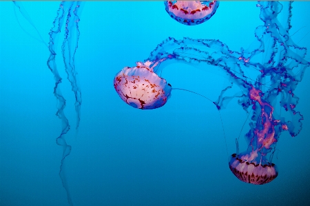 Jellyfish cnidaria water marine invertebrates Photo