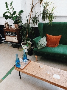 Green furniture table plant Photo