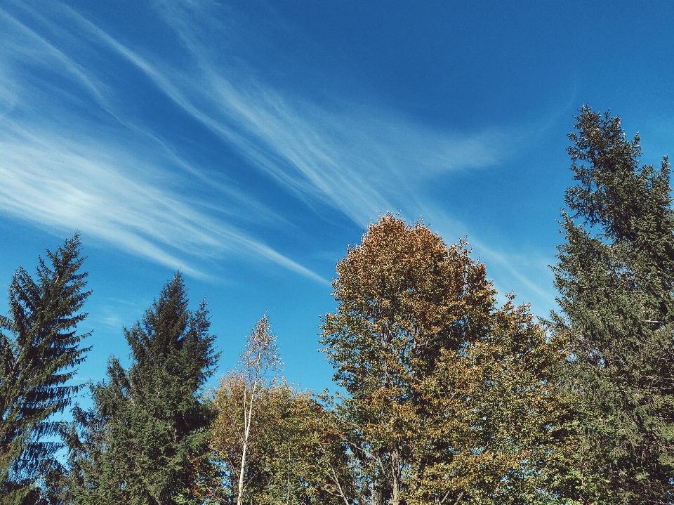 Sky cloud tree nature