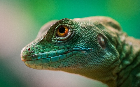 Foto Reptil hijau bersisik
 fauna