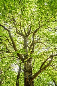 Tree branch woody plant vegetation Photo