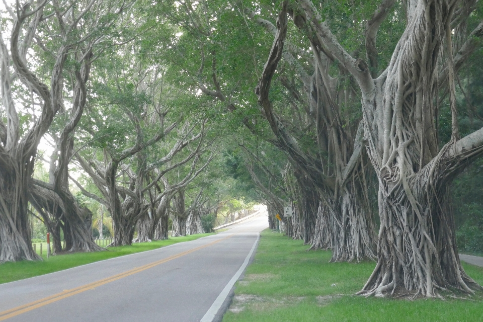 Arbre route plante ligneuse
 chemin