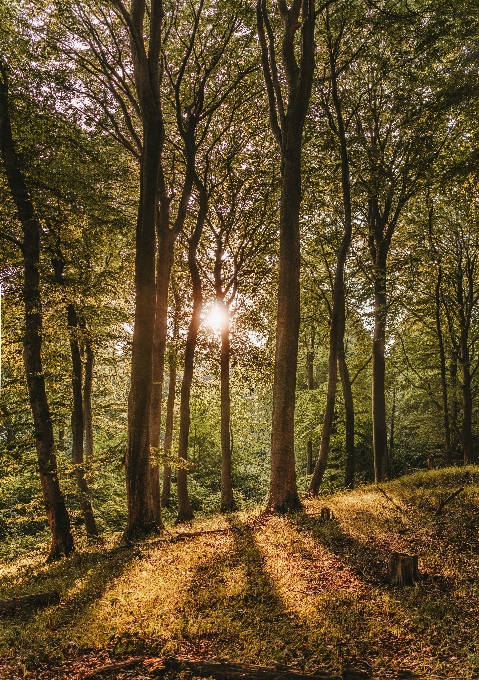 Wald
 natur baum wald