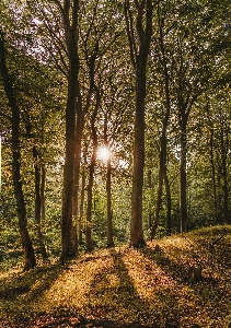 Woodland nature tree forest Photo