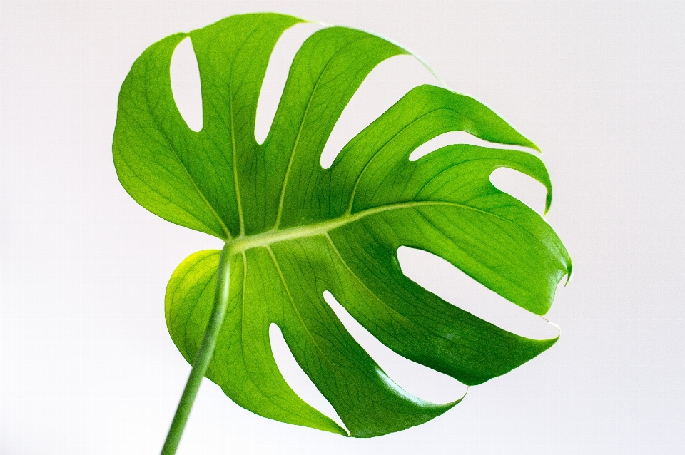 Verde foglia pianta fusto della pianta
