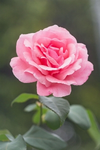 Flower rose family pink Photo