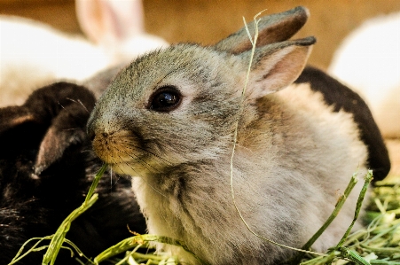 Foto Kelinci mamalia fauna dan kelinci
