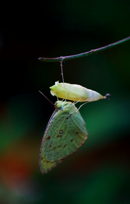 Serangga invertebrata fotografi makro
 ngengat dan kupu-kupu
