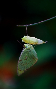 Foto Inseto invertebrado fotografia macro
 mariposas e borboletas
