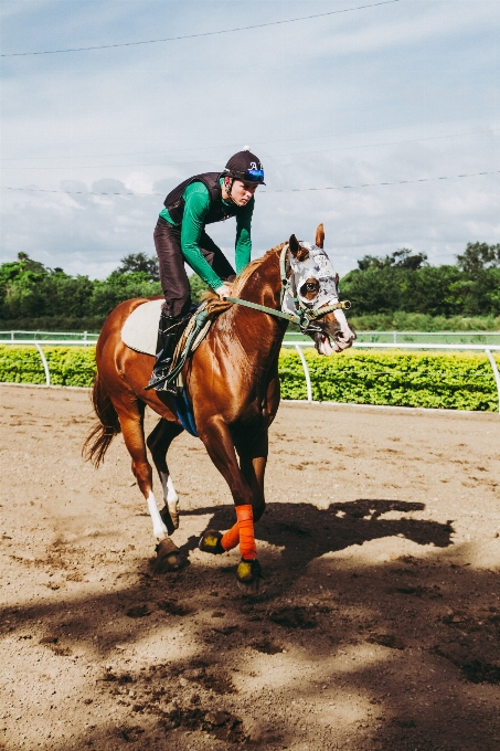 Cavallo fantino frenare
 sport animali
