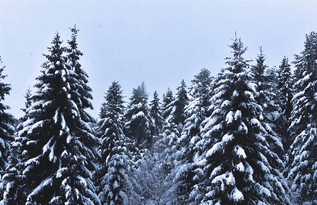 冬 木 雪 トウヒ 写真