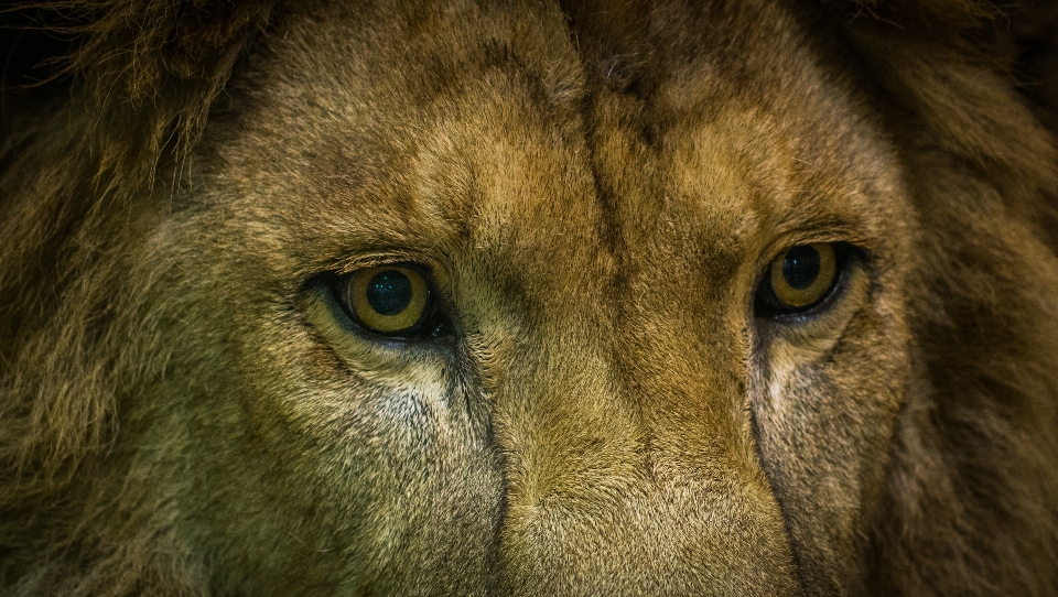 Tierwelt löwe gesicht säugetier