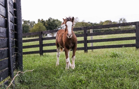 Horse mare bridle like mammal Photo