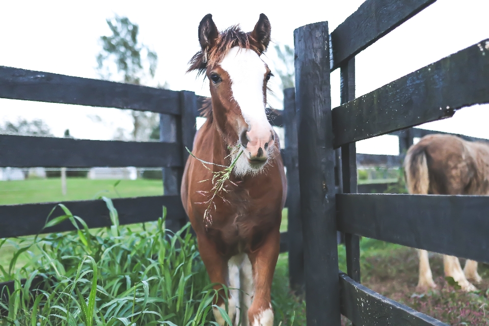 Cheval comme mammifère
 jument
 harnachement de cheval
