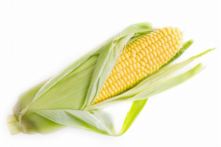 Sweet corn on the cob maize vegetarian food Photo