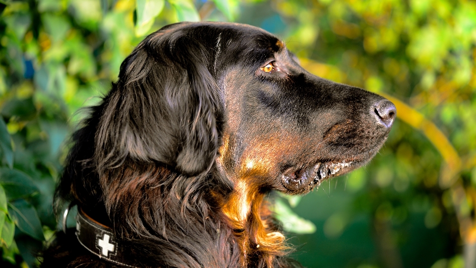 Chien comme mammifère
 race de chien
 mammifère