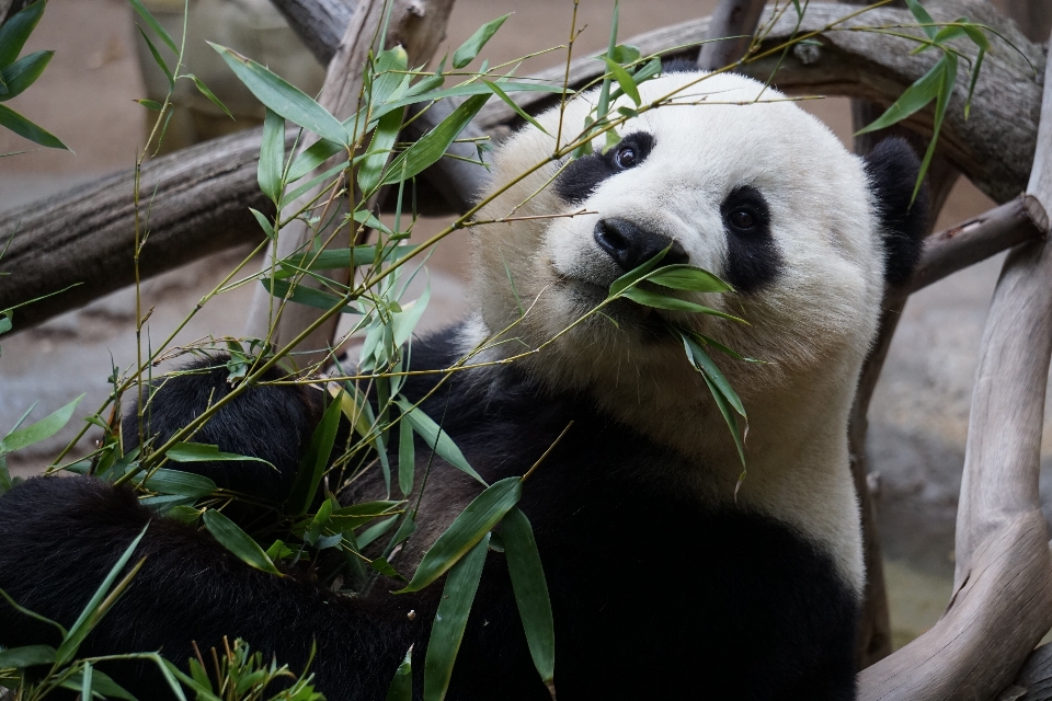 Panda gigante
 fauna oso animal terrestre
