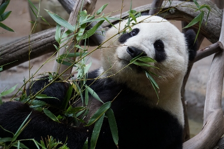 Foto Panda raksasa
 fauna beruang hewan darat
