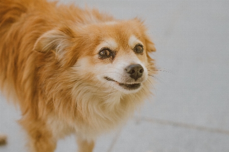 Köpek türü
 memeli gibi köpek
 ırkı grubu
 Fotoğraf