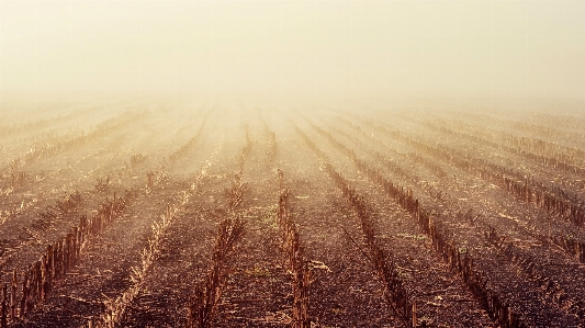 Field sky morning fog Photo