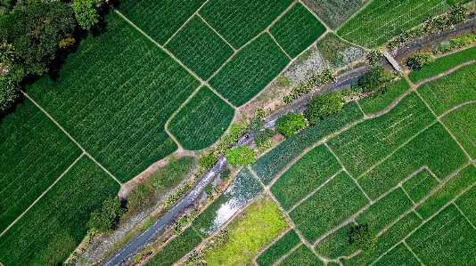 Aerial photography bird's eye view field grass Photo