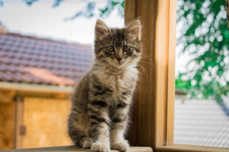 Cat whiskers mammal small to medium sized cats Photo