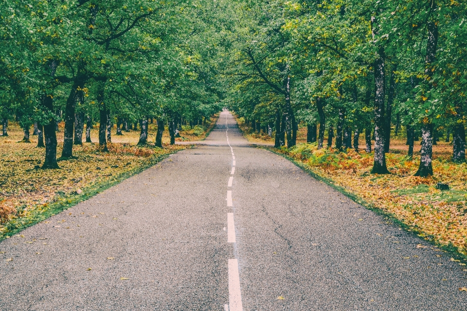 Yol doğa ağaç lane
