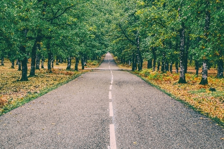 Road path nature tree Photo