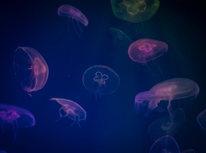 クラゲ 刺胞動物
 海洋無脊椎動物
 海洋生物学
 写真