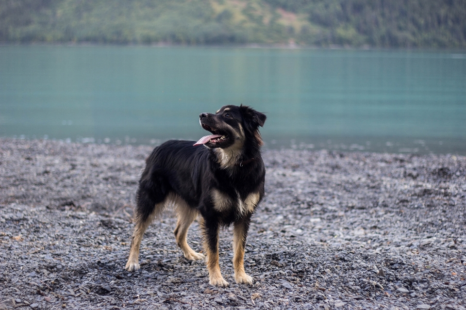 Hund hundähnliches säugetier
 hunderasse
 hunderassengruppe
