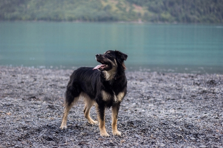 Köpek memeli gibi köpek
 türü
 ırkı grubu
 Fotoğraf