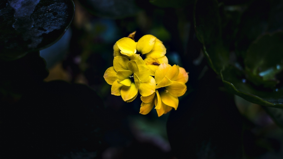 Flor flores naturaleza plantas