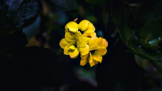 Foto Fiore fiori natura impianti