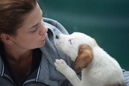 Foto Cane di razza
 naso come mammifero
