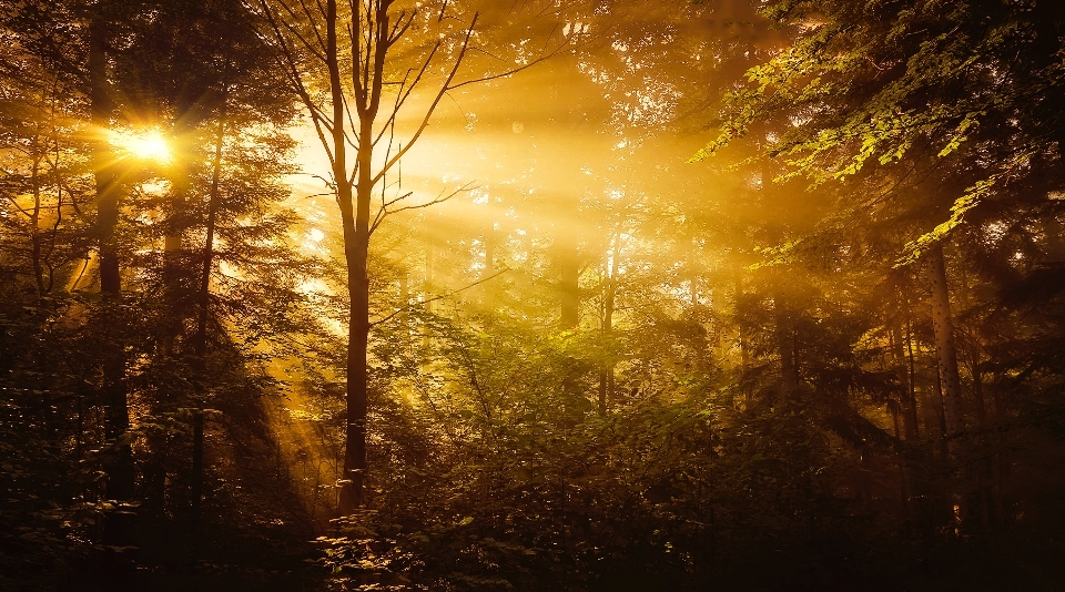 Nature forêt jaune des bois
