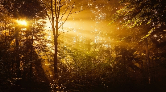 Nature forest yellow woodland Photo