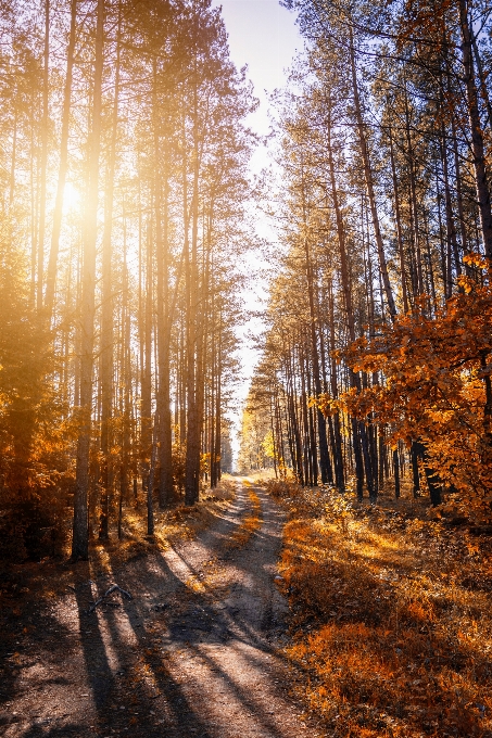 Nature path woodland forest