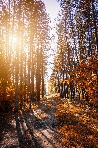 Nature path woodland forest Photo