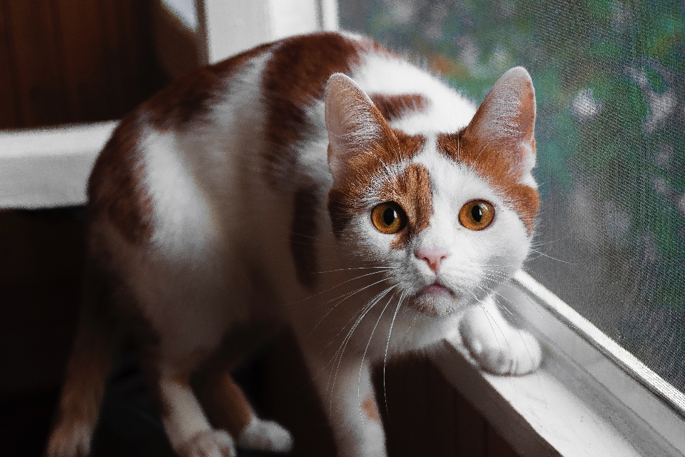 Gato bigotes
 fauna gatos pequeños a medianos
