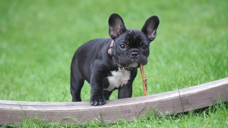 Perro como mamífero
 raza canina
 mamífero