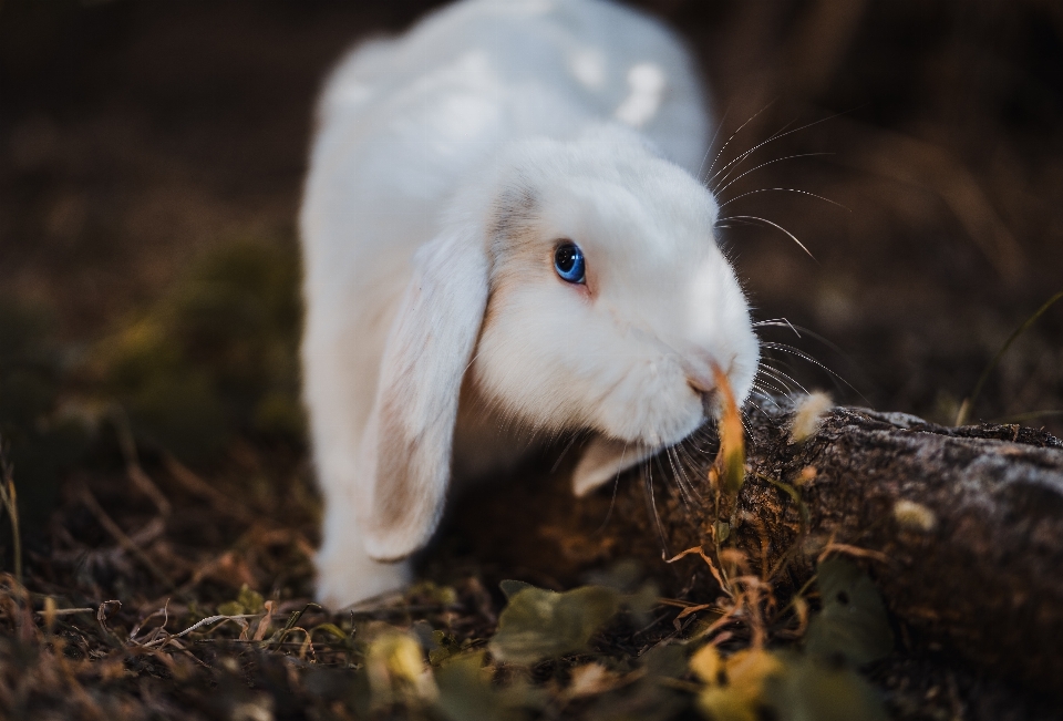 млекопитающее fauna кролик домашний кролик
